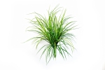 Gras bush 75cm